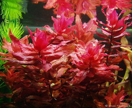 Rotala macrandra wspaniała 5szt. in vitro